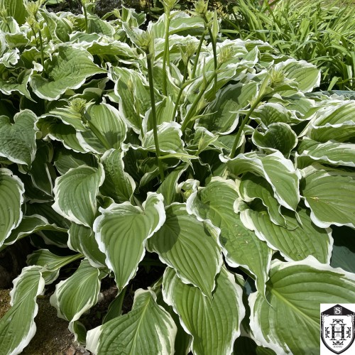Hosta fortunei 'Patriot' - Fortune'i hosta 'Patriot' P11/0,75L